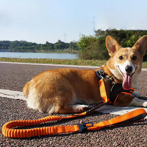 Dog buffer reflective leash